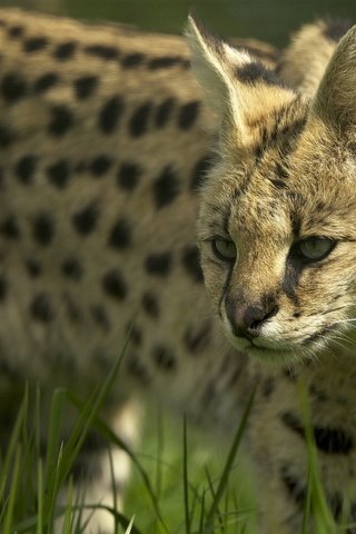 Обои морда, дикая кошка, сервал, кустарниковая кошка, face, wild cat, serval, bush cat разрешение 1944x1394 Загрузить