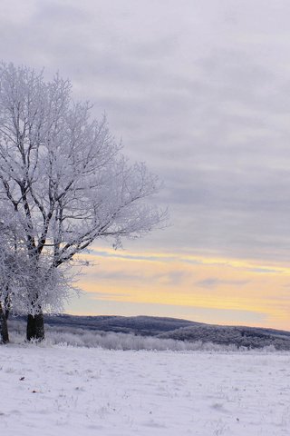 Обои деревья, снег, зима, пейзаж, иней, trees, snow, winter, landscape, frost разрешение 2048x1366 Загрузить