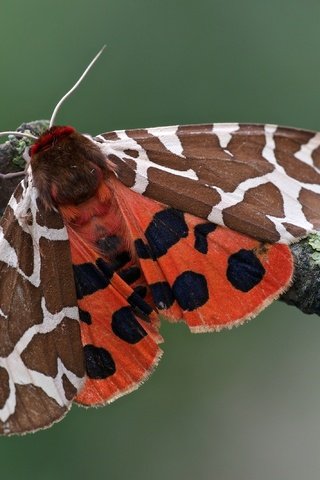 Обои ветка, макро, насекомое, бабочка, моль, медведица-кайя, branch, macro, insect, butterfly, mol, bear-kaya разрешение 3200x2134 Загрузить