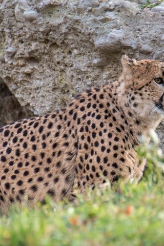 Обои хищник, гепард, дикая кошка, predator, cheetah, wild cat разрешение 2048x1280 Загрузить