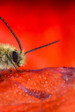 Обои насекомое, цветок, капли, красный, лепесток, пчела, insect, flower, drops, red, petal, bee разрешение 2048x1357 Загрузить