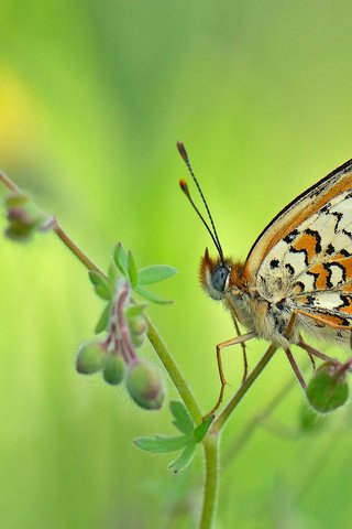 Обои фон, цветок, бабочка, насекомые, background, flower, butterfly, insects разрешение 2048x1365 Загрузить