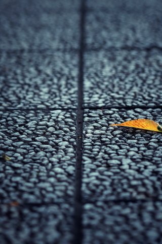 Обои фон, лист, улица, асфальт, background, sheet, street, asphalt разрешение 2560x1600 Загрузить