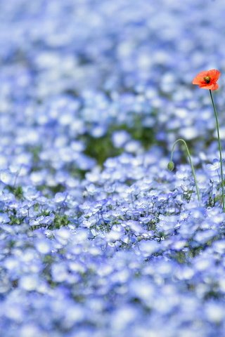 Обои цветы, природа, поле, луг, flowers, nature, field, meadow разрешение 1920x1080 Загрузить