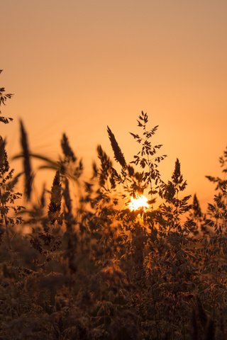 Обои закат, луг, травинки, sunset, meadow, grass разрешение 2048x1536 Загрузить