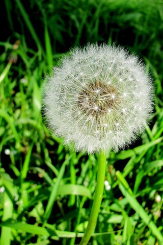 Обои трава, природа, зелень, цветок, одуванчик, grass, nature, greens, flower, dandelion разрешение 3648x2736 Загрузить