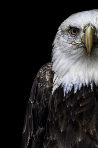Обои природа, орел, птицы, белоголовый орлан, nature, eagle, birds, bald eagle разрешение 1920x1200 Загрузить