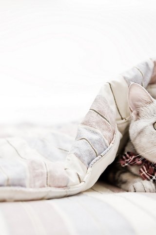 Обои кот, кошка, взгляд, одеяло, cat, look, blanket разрешение 2560x1600 Загрузить