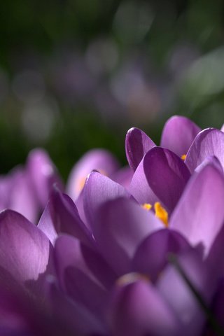 Обои цветы, природа, макро, фон, лепестки, фиолетовые, крокусы, шафран, flowers, nature, macro, background, petals, purple, crocuses, saffron разрешение 2048x1419 Загрузить