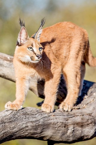 Обои природа, рысь, хищник, дикая кошка, грация, каракал, nature, lynx, predator, wild cat, grace, caracal разрешение 2500x1458 Загрузить