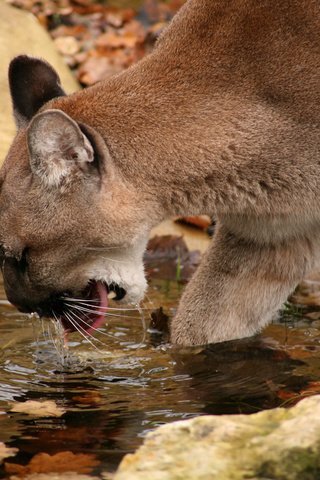 Обои водопой, горный лев, пума.кугуар, drink, mountain lion, puma.cougar разрешение 2184x1456 Загрузить