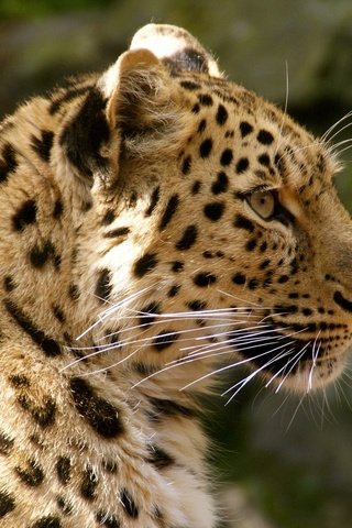 Обои леопард, хищник, дикая кошка, амурский, leopard, predator, wild cat, amur разрешение 1920x1285 Загрузить
