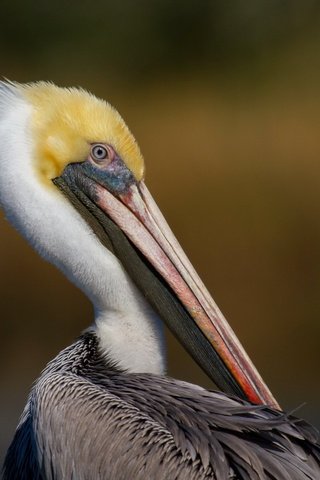 Обои птица, пеликан, bird, pelican разрешение 1920x1200 Загрузить