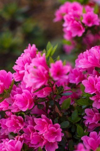 Обои цветение, лепестки, розовый, куст, азалия, рододендрон, flowering, petals, pink, bush, azalea, rhododendron разрешение 1920x1201 Загрузить