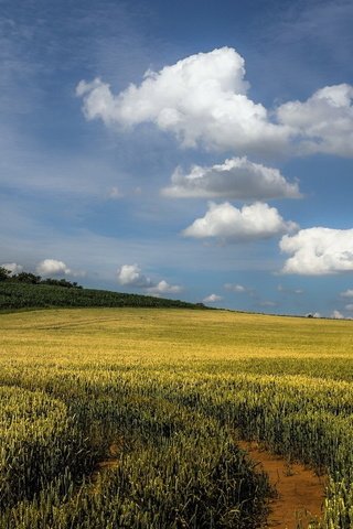 Обои небо, облака, дерево, пейзаж, поле, the sky, clouds, tree, landscape, field разрешение 1920x1080 Загрузить