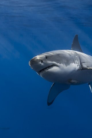 Обои море, акула, подводный мир, белая акула, sea, shark, underwater world, white shark разрешение 2048x1365 Загрузить