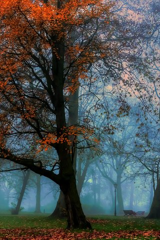 Обои деревья, парк, туман, осень, trees, park, fog, autumn разрешение 1920x1398 Загрузить