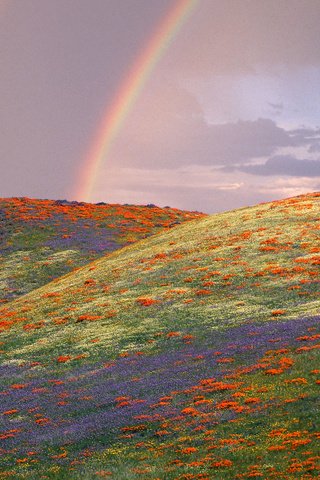 Обои небо, сша, цветы, калифорния, холмы, пейзаж, поле, радуга, маки, луг, the sky, usa, flowers, ca, hills, landscape, field, rainbow, maki, meadow разрешение 1920x1200 Загрузить