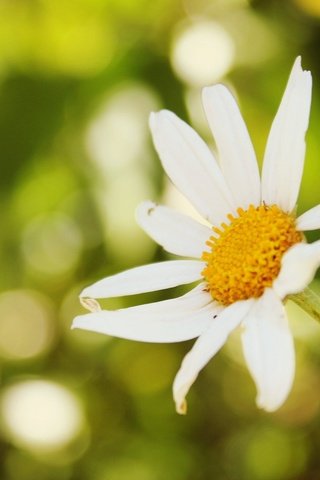 Обои фон, цветок, ромашка, background, flower, daisy разрешение 1920x1200 Загрузить