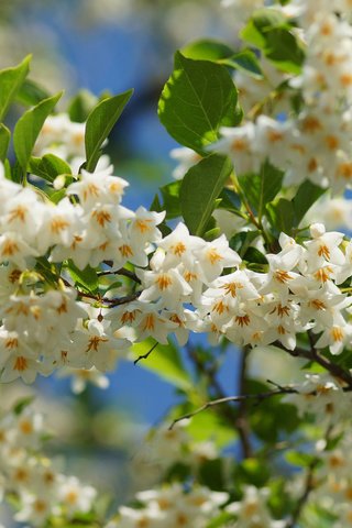 Обои природа, цветение, ветки, весна, nature, flowering, branches, spring разрешение 2048x1365 Загрузить