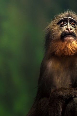 Обои взгляд, обезьяна, тамарин, look, monkey, tamarin разрешение 2048x1363 Загрузить