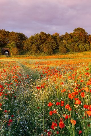 Обои небо, цветы, поле, лето, маки, the sky, flowers, field, summer, maki разрешение 3000x2000 Загрузить