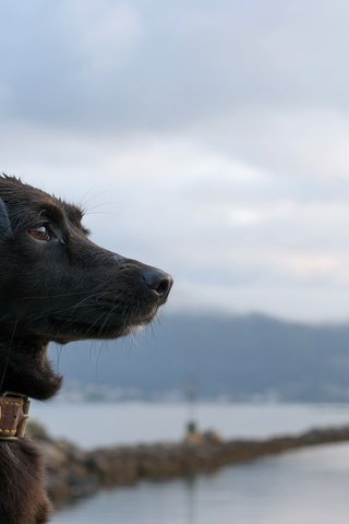 Обои собака, черная, ошейник, dog, black, collar разрешение 2047x1296 Загрузить