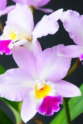 Обои цветы, экзотика, орхидея, flowers, exotic, orchid разрешение 2048x1313 Загрузить