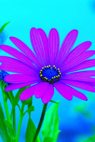 Обои фон, цветок, лепестки, гербера, background, flower, petals, gerbera разрешение 2048x1536 Загрузить