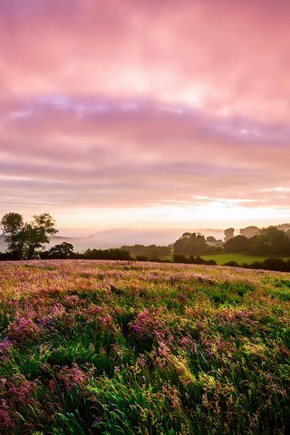 Обои цветы, пейзаж, поле, луг, англия, flowers, landscape, field, meadow, england разрешение 1920x1200 Загрузить