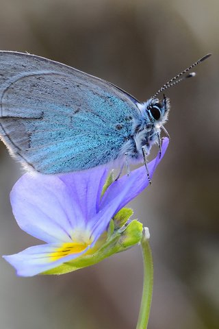 Обои цветок, бабочка, насекомые, flower, butterfly, insects разрешение 2048x1329 Загрузить