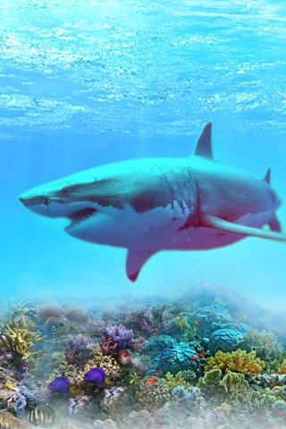 Обои море, рыбы, кораллы, акула, подводный мир, sea, fish, corals, shark, underwater world разрешение 1920x1200 Загрузить