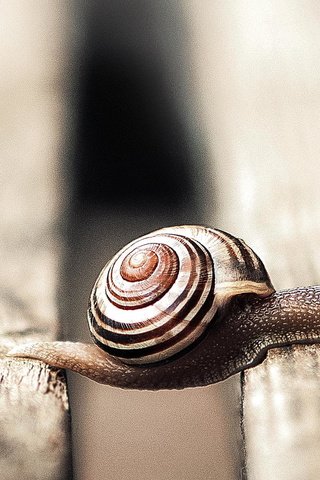 Обои доски, улитка, раковина, брюхоногий моллюск, board, snail, sink разрешение 2048x1199 Загрузить