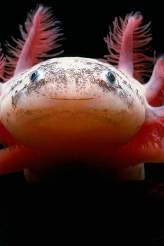 Обои саламандра, мексиканская, аксолотль, амфибия, salamander, mexican, the axolotl, amphibian разрешение 3086x1893 Загрузить