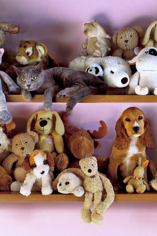 Обои кот, кошка, собака, игрушки, британец, спаниель, полки, cat, dog, toys, british, spaniel, shelves разрешение 1920x1440 Загрузить