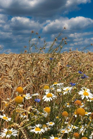 Обои цветы, поле, лето, колосья, flowers, field, summer, ears разрешение 1920x1200 Загрузить