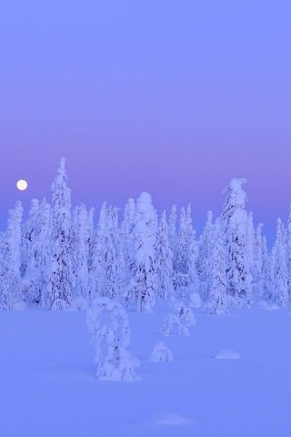 Обои ночь, деревья, снег, зима, night, trees, snow, winter разрешение 1920x1200 Загрузить
