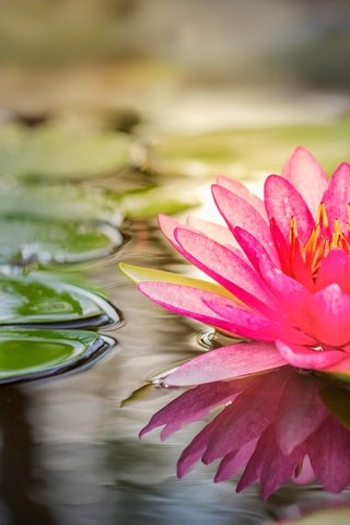 Обои вода, лотос, розовый, water, lotus, pink разрешение 1920x1080 Загрузить