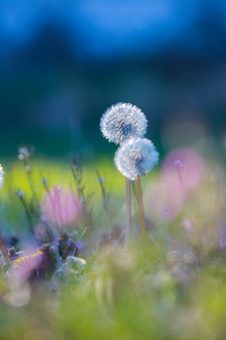 Обои цветы, трава, природа, макро, луг, одуванчики, flowers, grass, nature, macro, meadow, dandelions разрешение 2048x1365 Загрузить