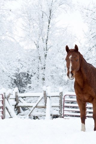 Обои лошадь, снег, природа, зима, конь, horse, snow, nature, winter разрешение 1920x1200 Загрузить