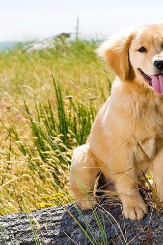 Обои трава, природа, поле, собака, щенок, язык, золотистый ретривер, grass, nature, field, dog, puppy, language, golden retriever разрешение 1920x1200 Загрузить