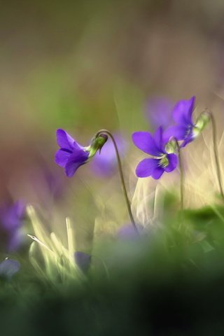 Обои цветы, трава, природа, размытость, луг, фиалка, flowers, grass, nature, blur, meadow, violet разрешение 2560x1663 Загрузить