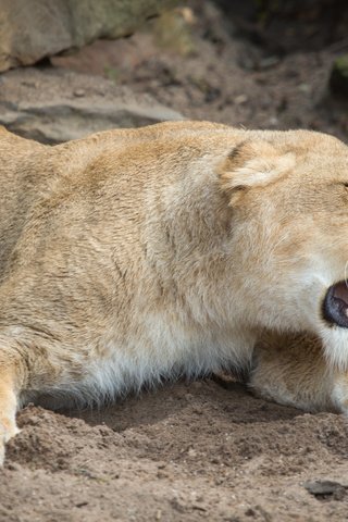 Обои кошка, оскал, пасть, львица, cat, grin, mouth, lioness разрешение 5184x3456 Загрузить