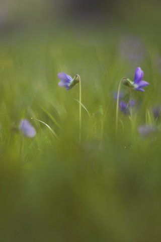 Обои цветы, трава, природа, луг, фиалка, flowers, grass, nature, meadow, violet разрешение 2560x1659 Загрузить