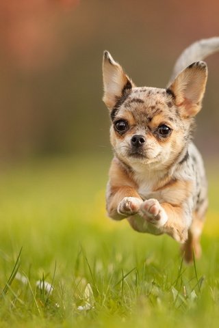 Обои поле, собака, бег, чихуахуа, field, dog, running, chihuahua разрешение 1920x1200 Загрузить