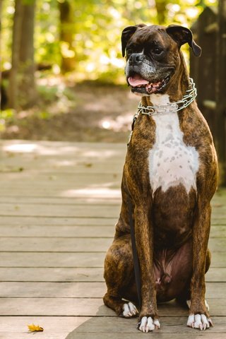 Обои мост, собака, ошейник, боксер, bridge, dog, collar, boxer разрешение 4734x2676 Загрузить