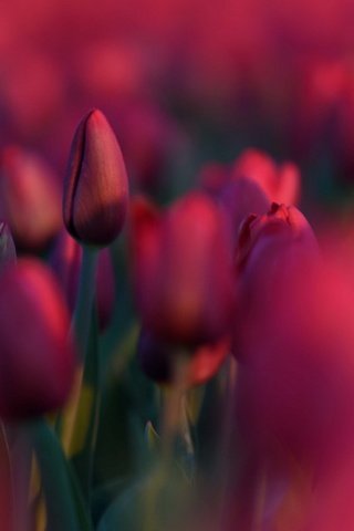 Обои цветы, природа, красные, весна, тюльпаны, flowers, nature, red, spring, tulips разрешение 1920x1200 Загрузить