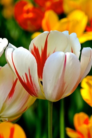 Обои цветы, фон, разноцветные, весна, тюльпаны, flowers, background, colorful, spring, tulips разрешение 2560x1600 Загрузить