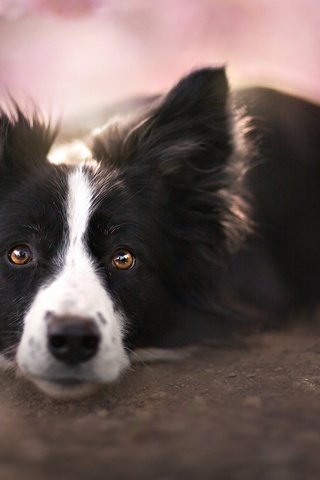 Обои взгляд, собака, друг, бордер-колли, look, dog, each, the border collie разрешение 1920x1209 Загрузить