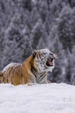 Обои тигр, снег, лес, зима, хищник, tiger, snow, forest, winter, predator разрешение 1920x1276 Загрузить